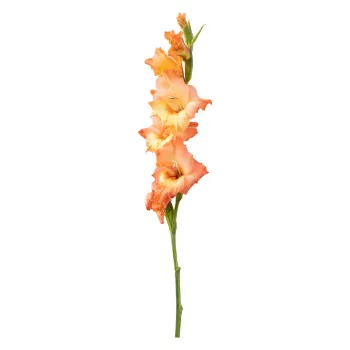 Gladiolus Flowers 